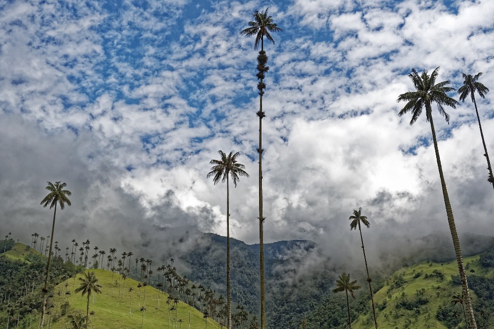 Becas Colombia Biodiversa: convocatoria abre el 26 de julio