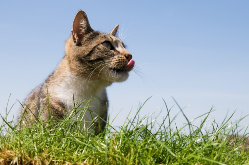 Después de cuatro meses desaparecida, encontraron a su gata en otro país