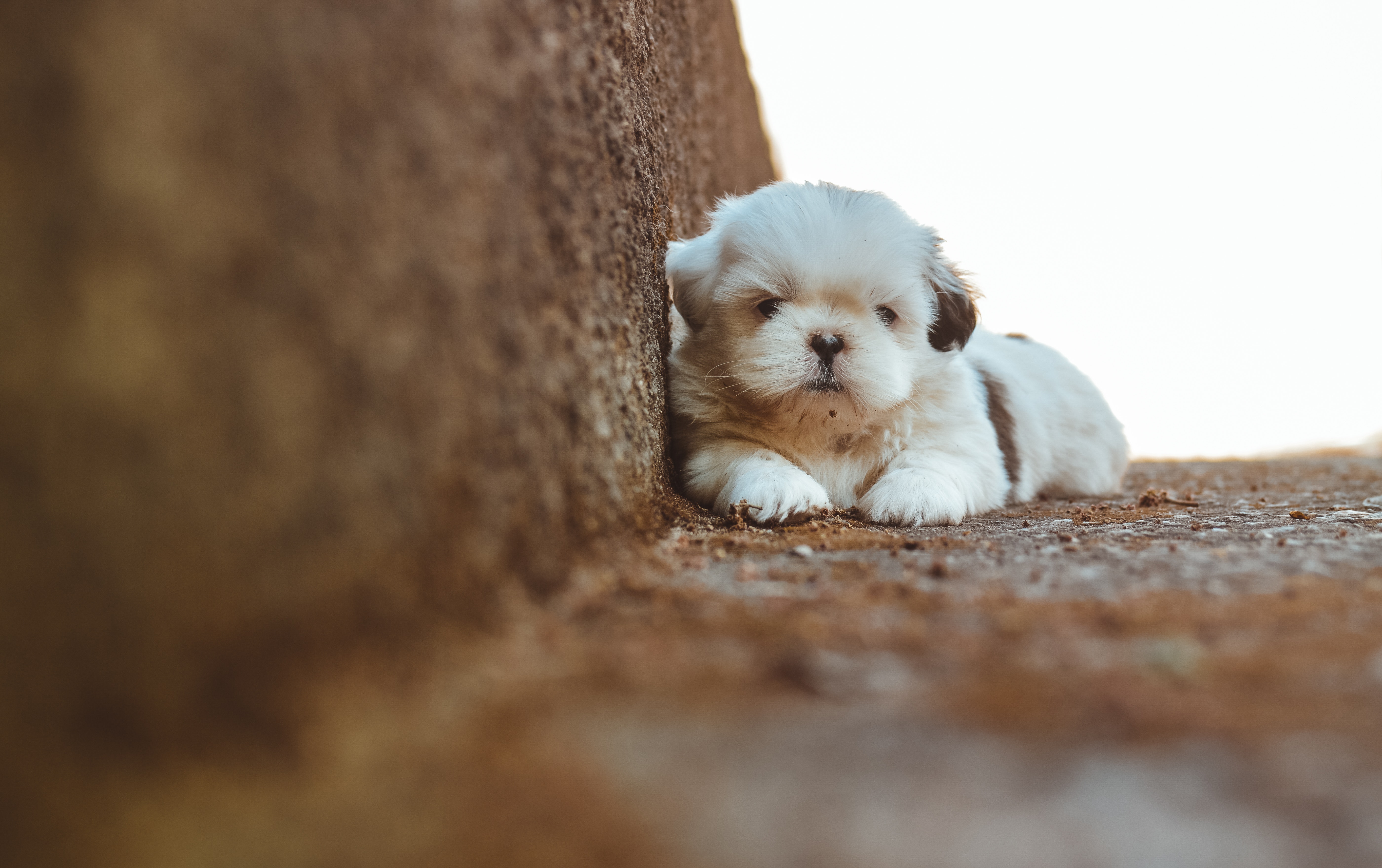 Shih Tzu: curiosidades, características y datos que no conocía de estos perros