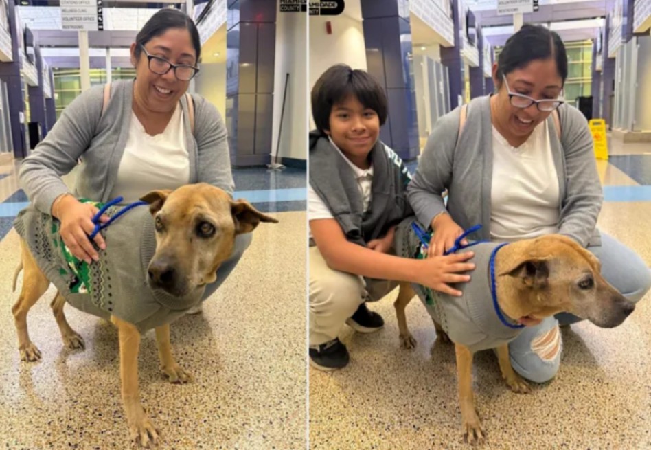 Una década después: perrita perdida vuelve a su hogar gracias a un microchip