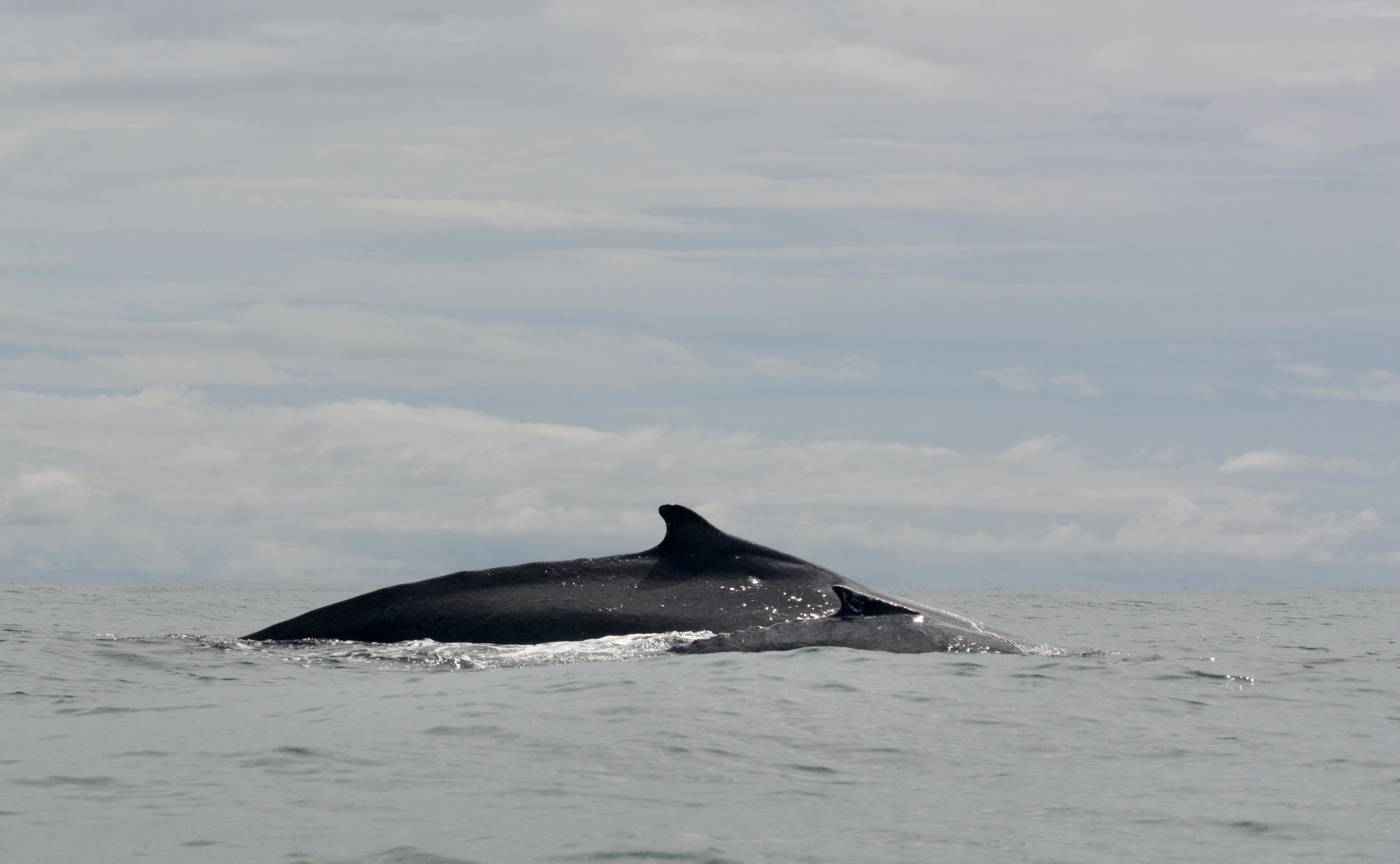 Fotos: así es el Golfo de Tribugá, una joya ambiental en Colombia