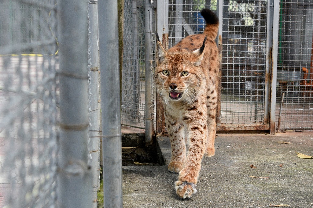 Fotos: Así es la lucha para evitar la extinción del lince de los Balcanes