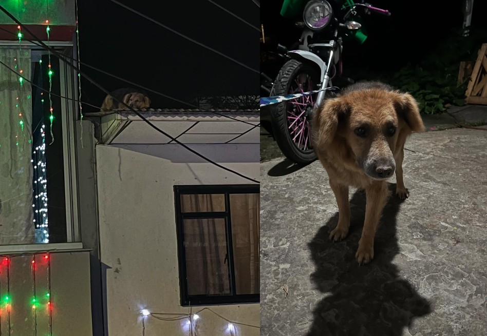 Perrito se subió a un techo asustado por el ruido de la pólvora en Caldas (video)