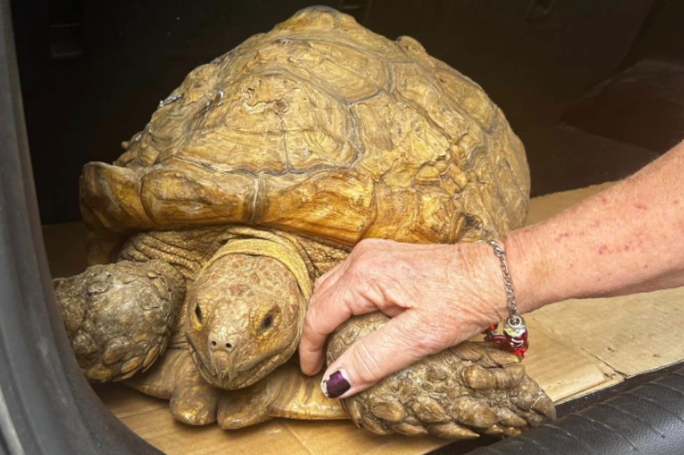 Tortuga se reencuentra con su propietario tres años después de extraviarse