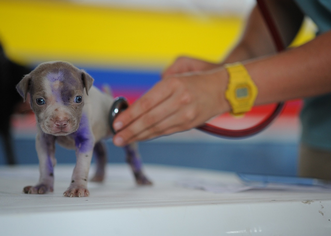 Habrá jornada de veterinaria gratis en Bogotá.