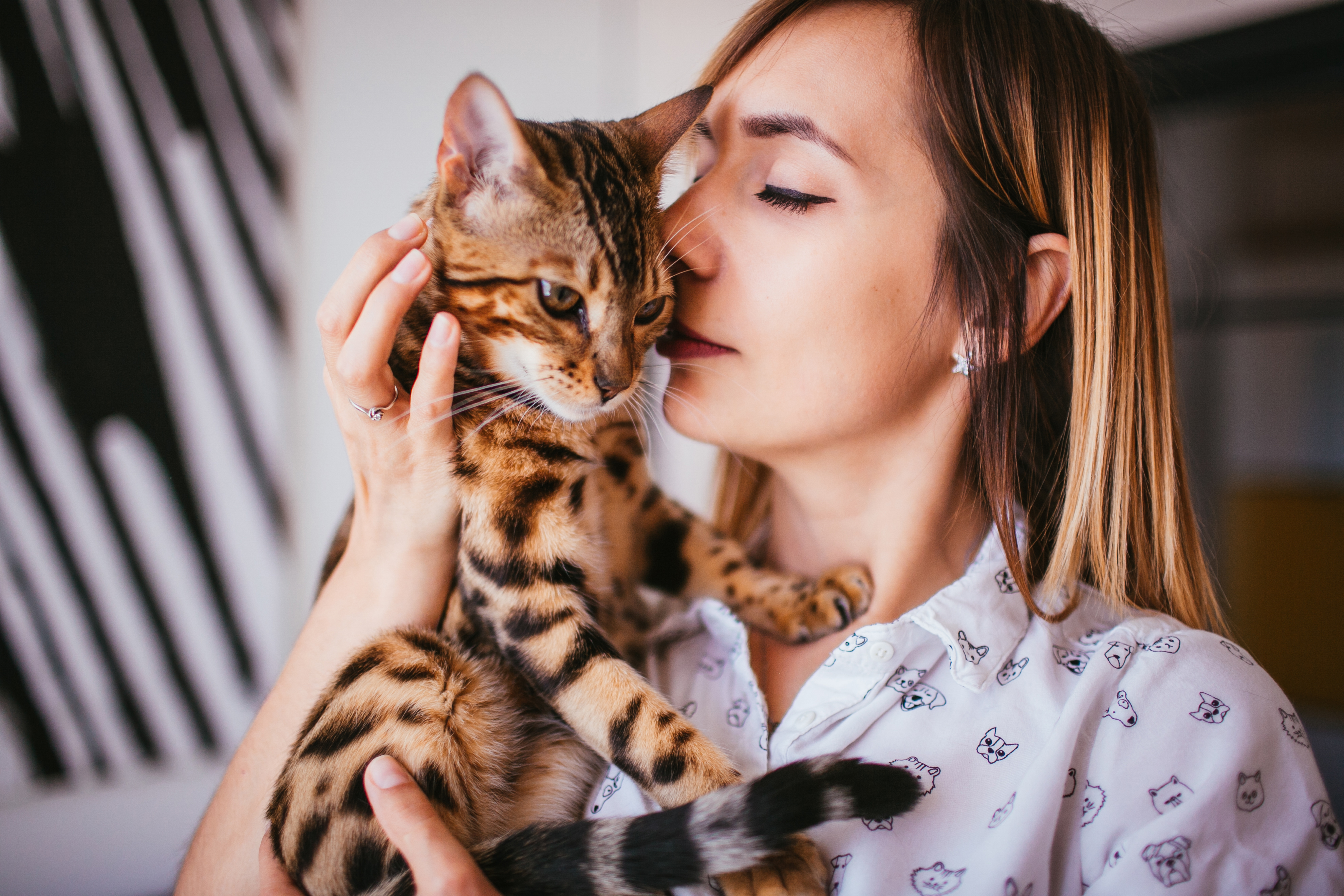 Como sucede en las personas, los gatos tienen –según su personalidad– tienen diferentes formas de percibir amor. Sin embargo, se debe tener en cuenta su personalidad.