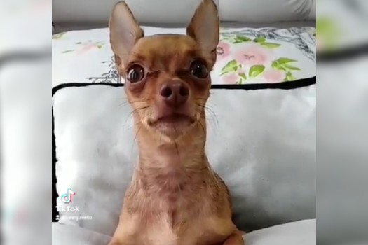 “Asesinó a Lolita por celos”, mujer pide justicia tras crimen de perrita en Bogotá