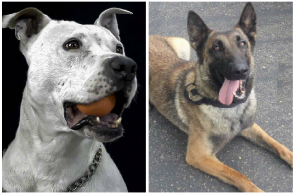 Una y Max, los perritos de Bogotá que ayudan en la tragedia de México