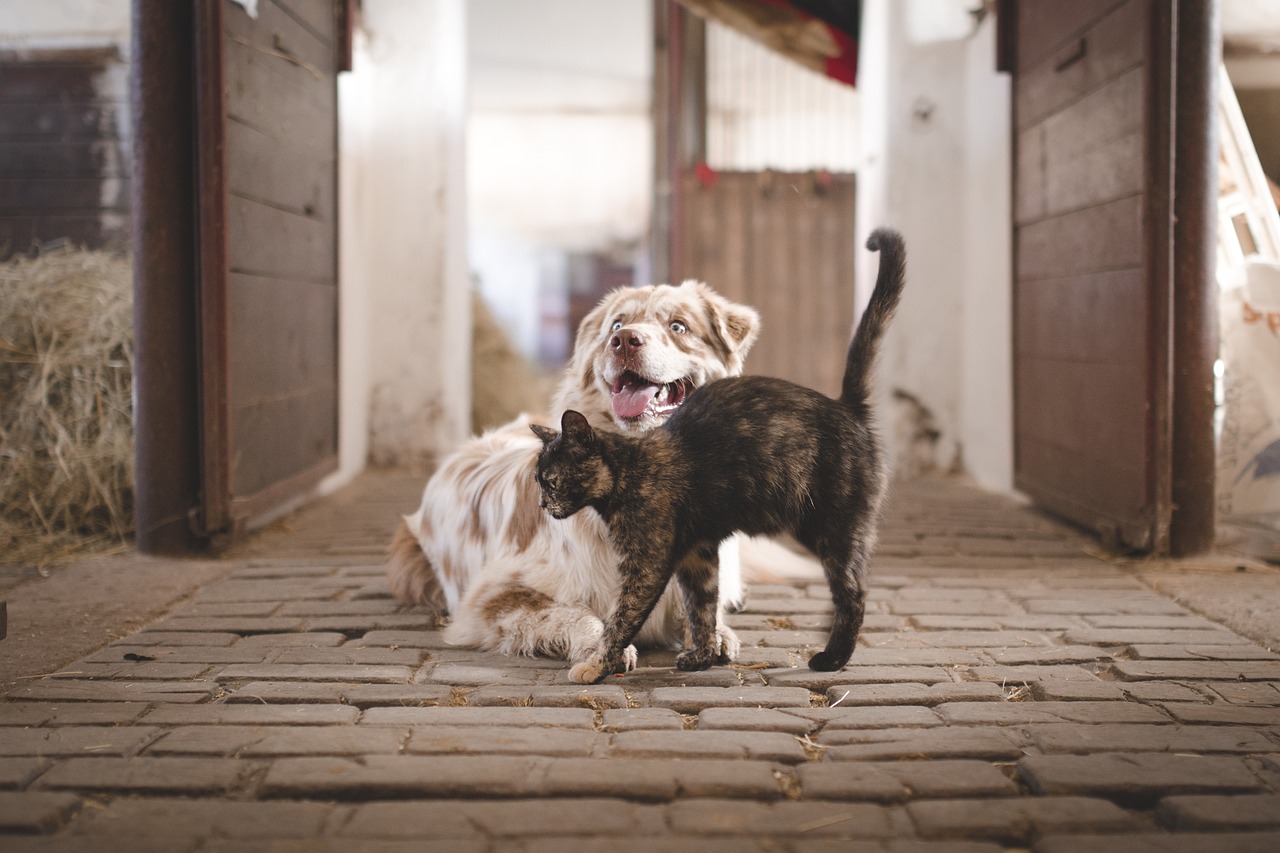 ¿Cuál es la función de los bigotes en los perros y gatos?