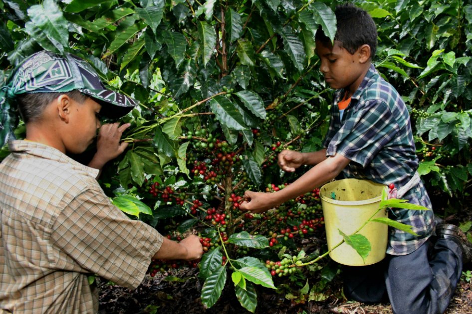Se eleva a $85.800 millones el Apoyo al Ingreso del Caficultor