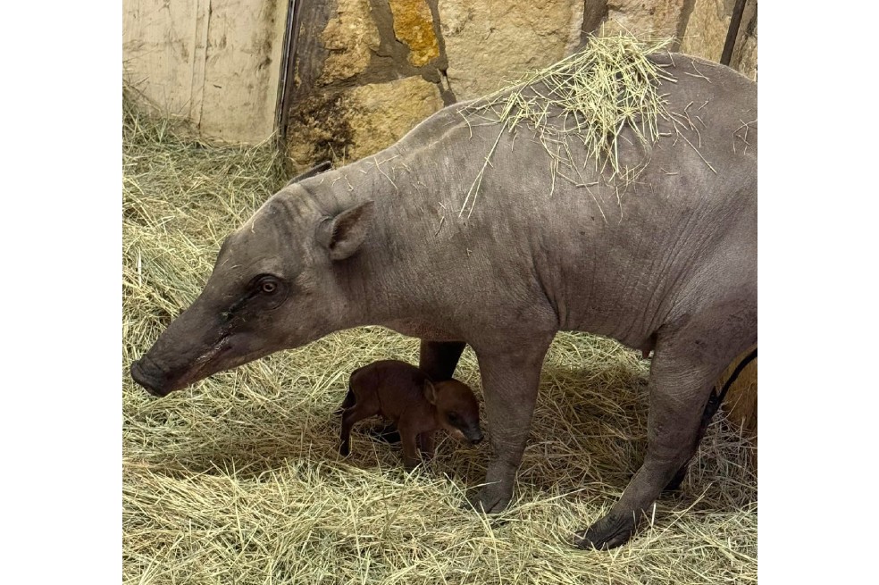 Buenas noticias: zoológico celebra el extraño nacimiento de un bebé babirusa