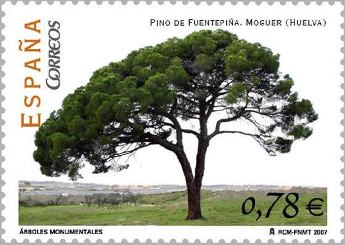 pino de Fuentepiña