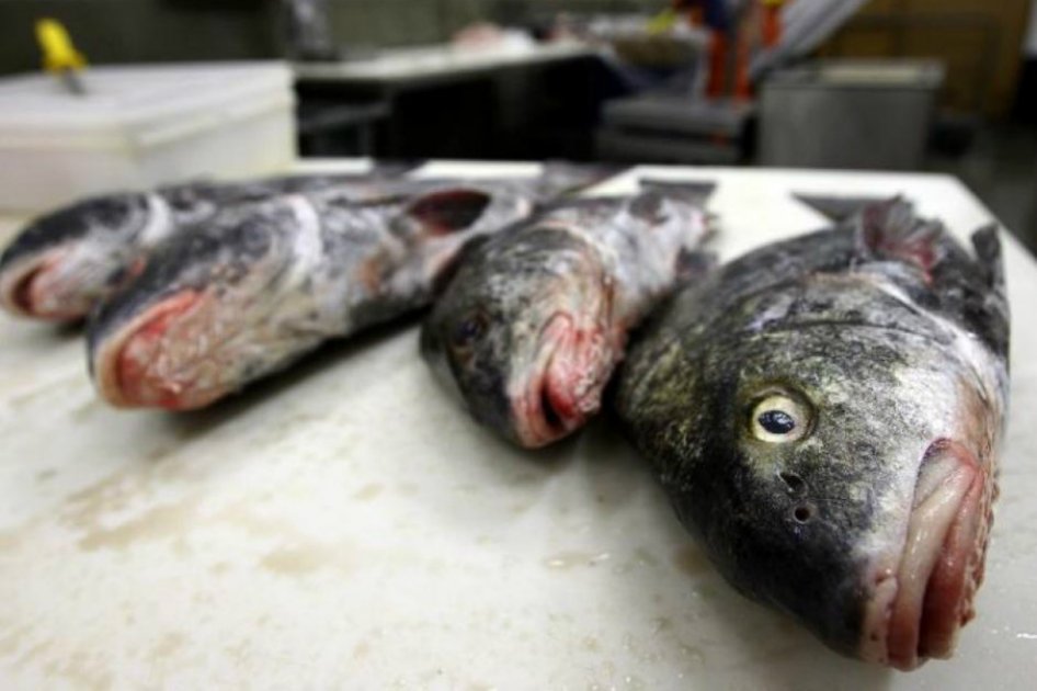 Pescado contaminado en la mesa de las mujeres más pobres de Cali