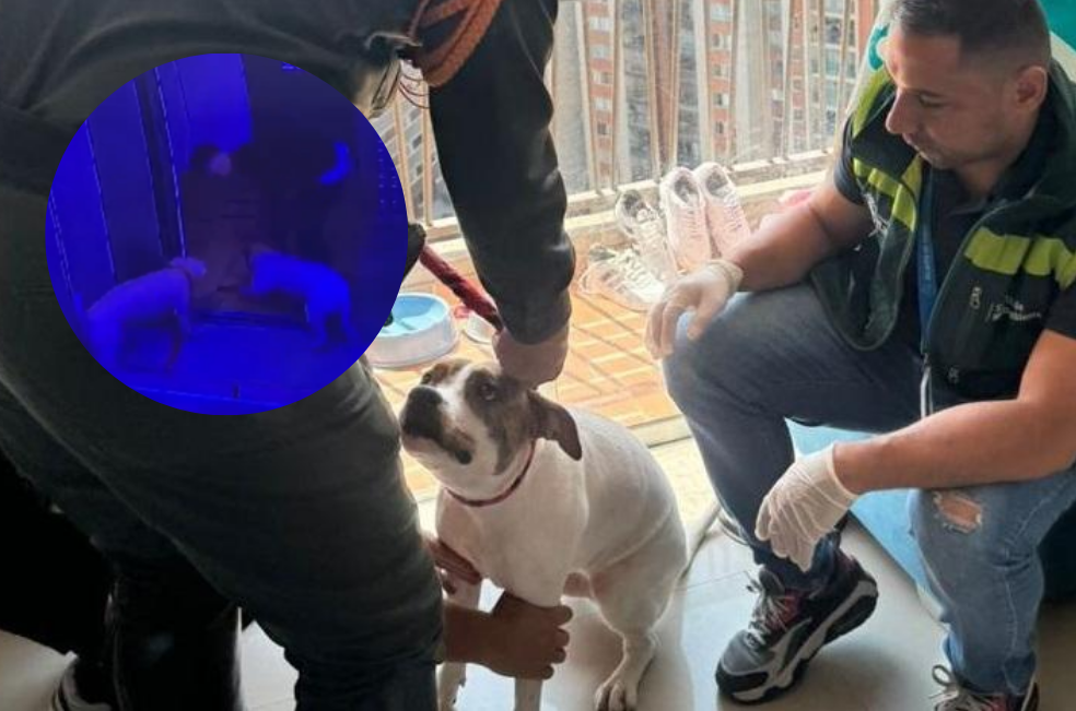 Sancionan a un hombre que maltrató a dos perros en ascensor: ¿cuál será la multa?