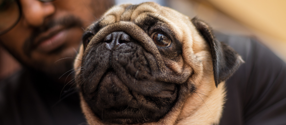 Perros arrugados: 4 razas que te dejarán encantado
