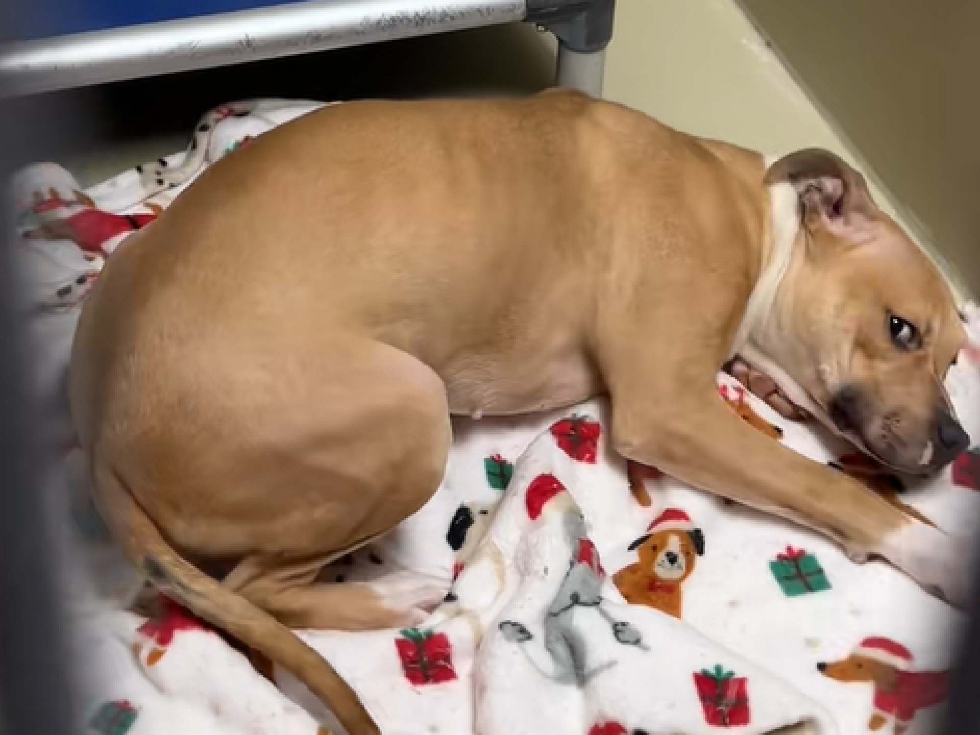 La noticia generó numerosas reacciones de alegría entre los usuarios, quienes celebraron que la perrita encontrara finalmente un hogar.