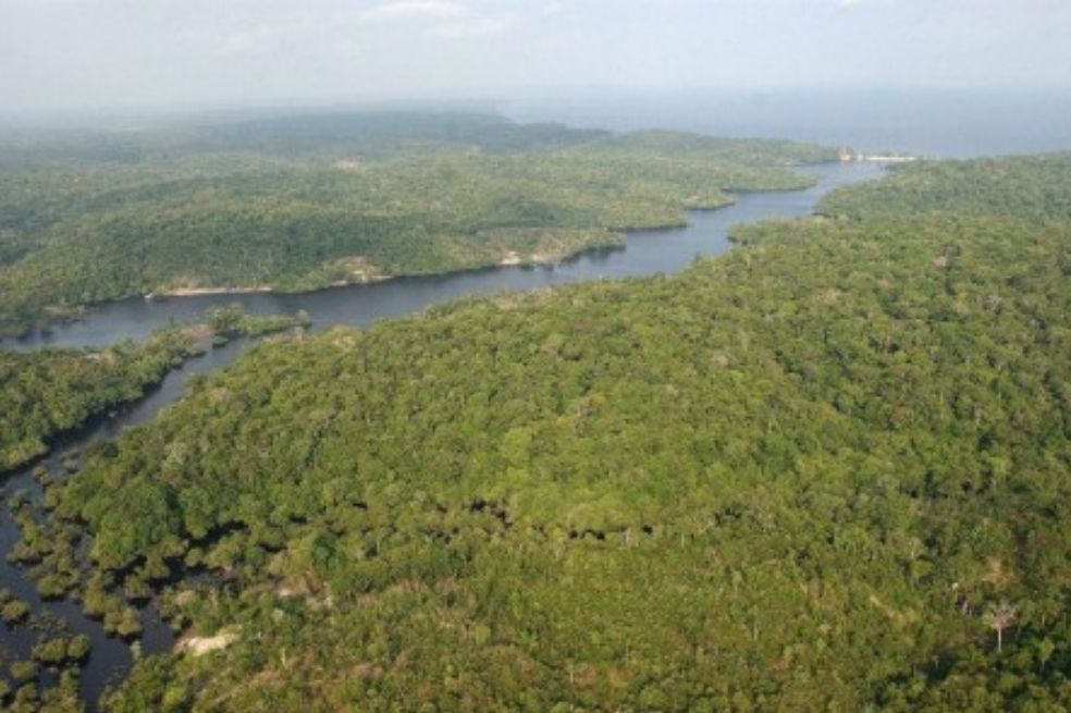 La deforestación se redujo sustancialmente en Sudamérica en el periodo 2010-2020 en comparación con la década anterior.