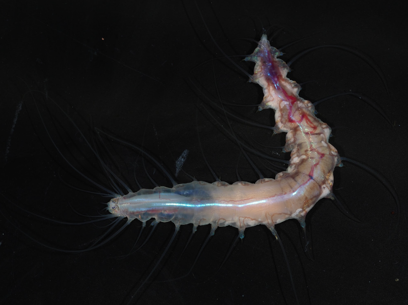 Esta llamativa nueva especie de poliqueto de cerdas fue descubierta viviendo en una extraordinaria relación simbiótica dentro de una esponja de vidrio a una profundidad de 791 metros. Las esponjas de vidrio (Hexactinellida) construyen esqueletos intrincados y translúcidos a partir de sílice —el mismo material que se utiliza para fabricar vidrio— formando una estructura rígida similar a una malla, o «castillo de vidrio». La Dalhousiella yabukii, que lleva el nombre del investigador principal de la expedición, el Dr. Akinori Yabuki, fue identificada durante la Expedición de Japón de 2025 a bordo del RV Yokosuka y del sumergible tripulado Shinkai 6500. La investigación fue dirigida por el Dr. Naoto Jimi y publicada en The Zoological Journal of the Linnean Society.