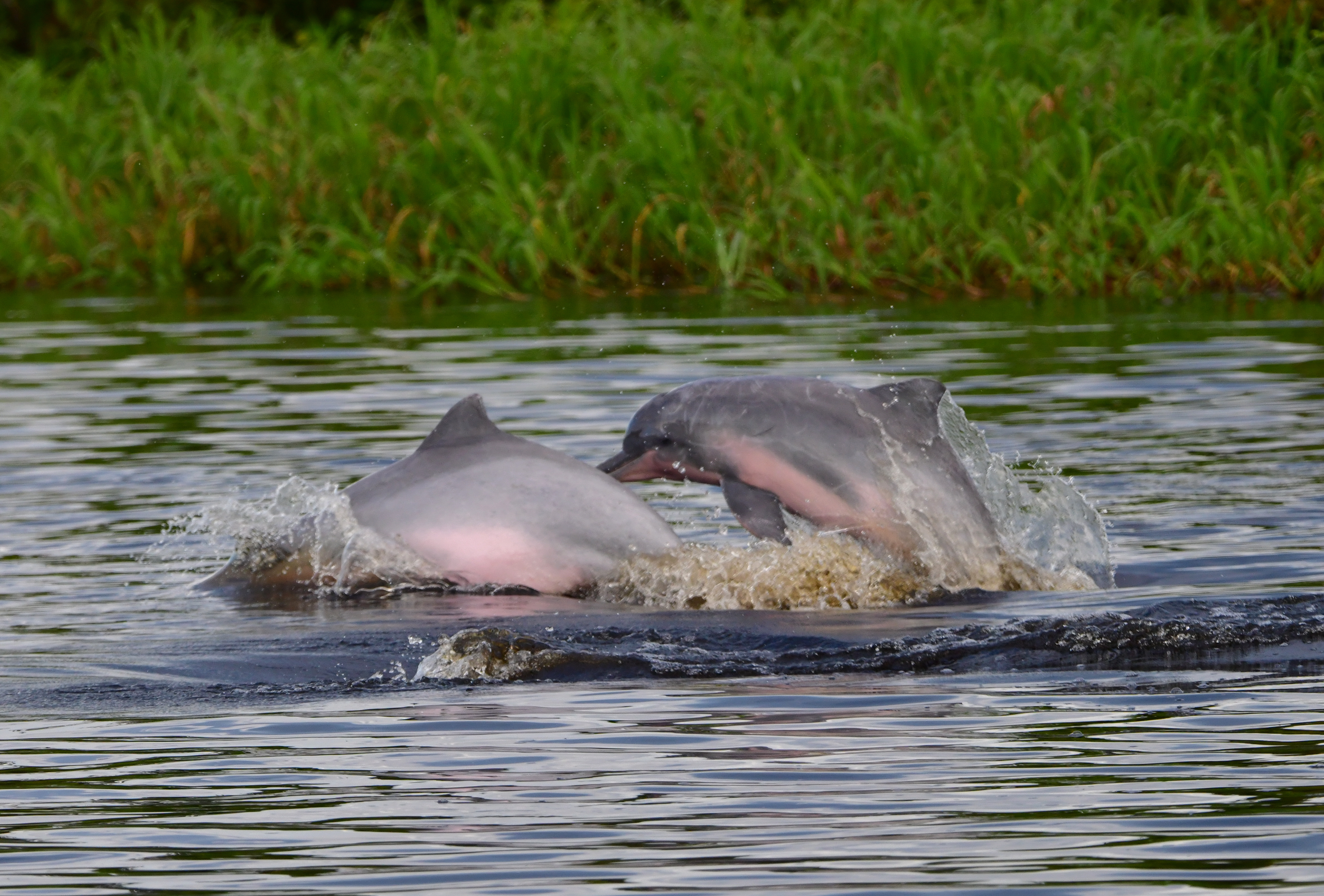Delfines de río