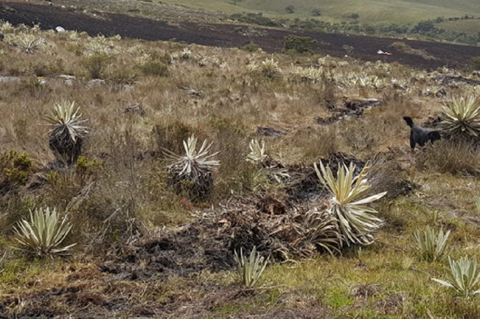 Un frailejón crece aproximadamente un centímetro por año / Cortesía CAR