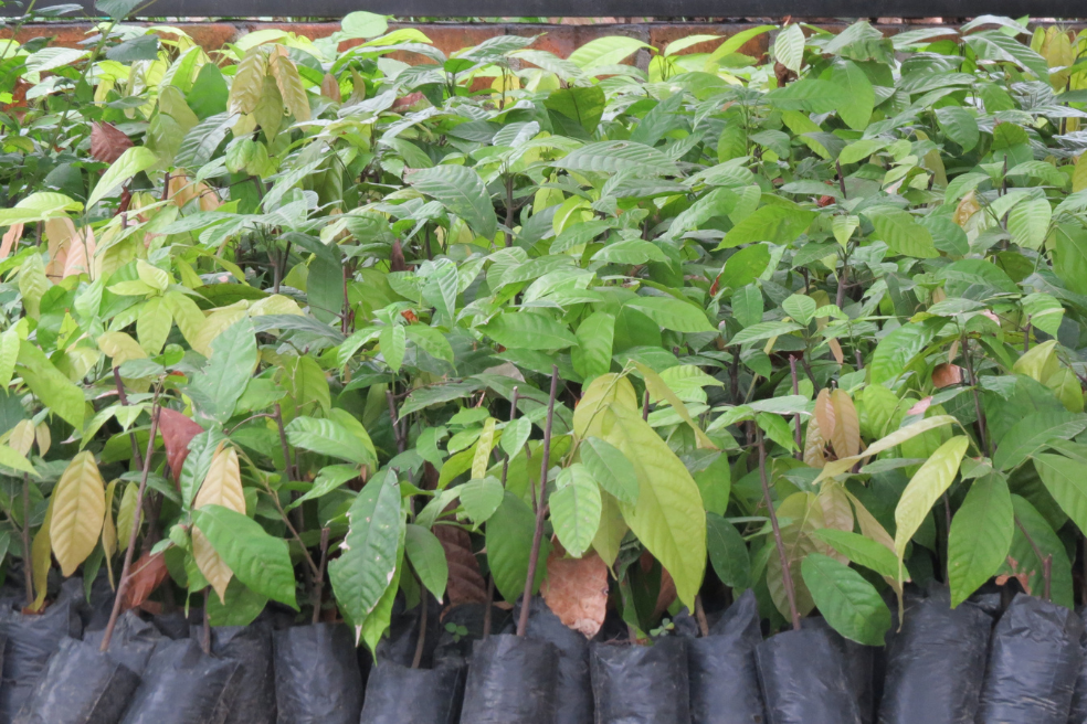 Las mujeres de Tumaco que construyen paz desde el cacao y las escuelas