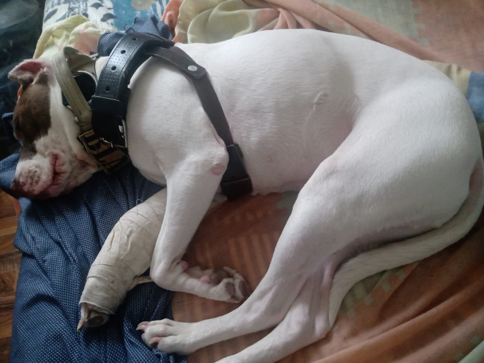 Blanco, un perrito que fue arrollado por un carro en Bogotá, necesita su ayuda