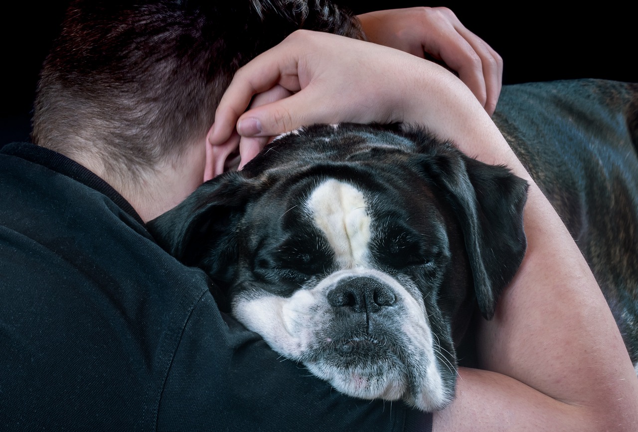 ¿Cómo saber si un perro se siente amado?