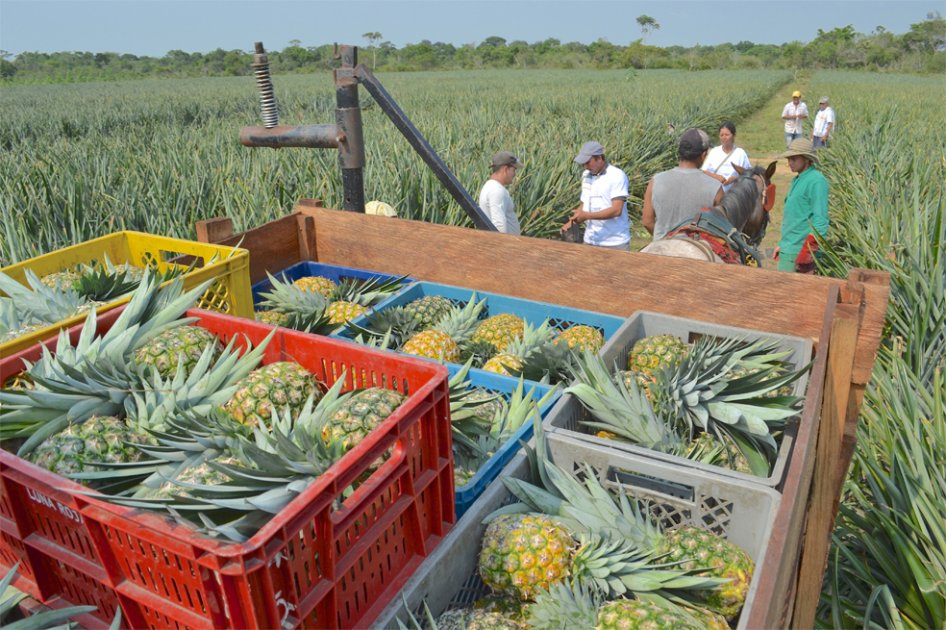 Bolívar suscribe acuerdo para comercializar 1.000 toneladas de piña Gold
