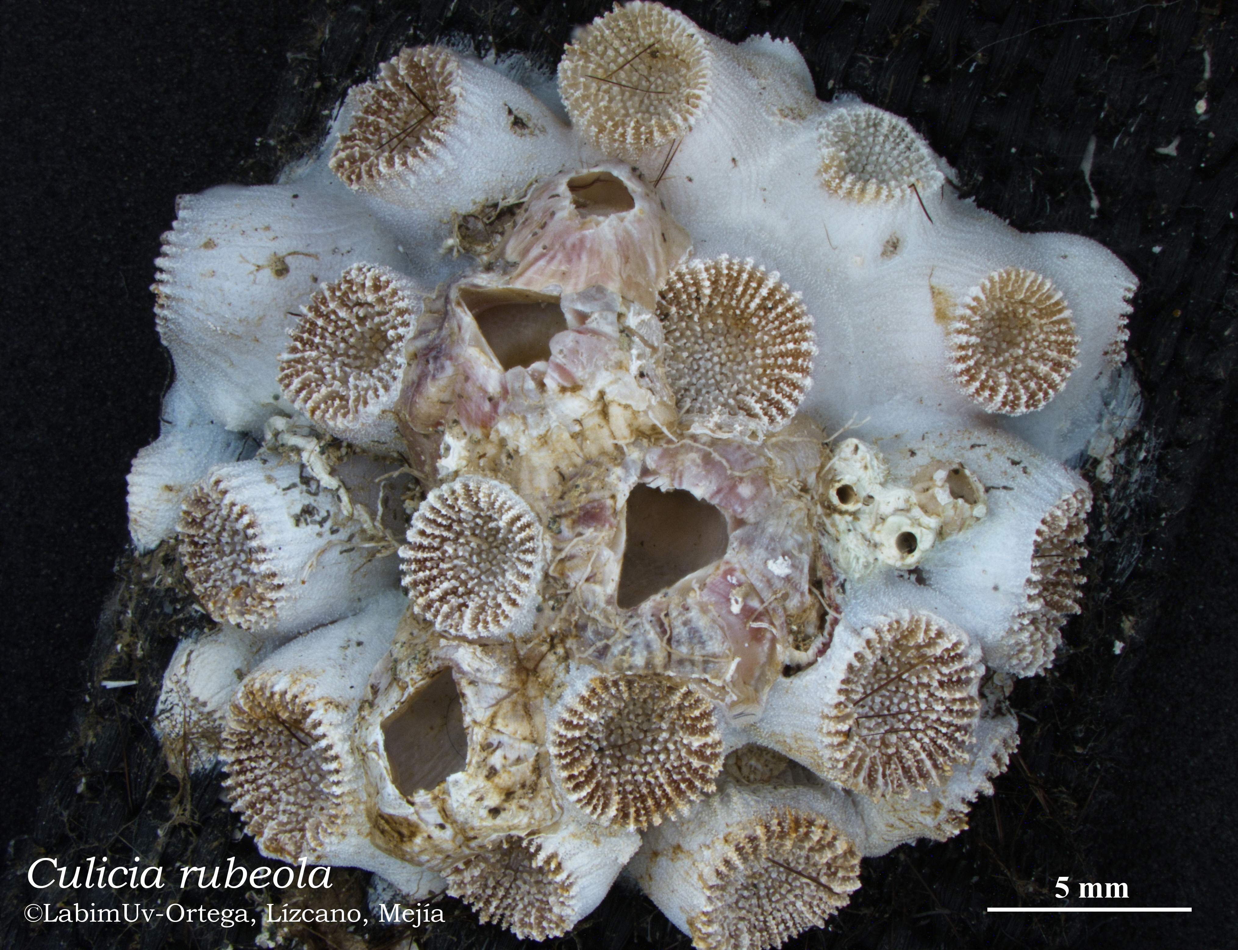 "Culicia rubeola" es una especie de coral. ©Laboratorio Imágenes Postgrado en Ciencias Biología Univalle.