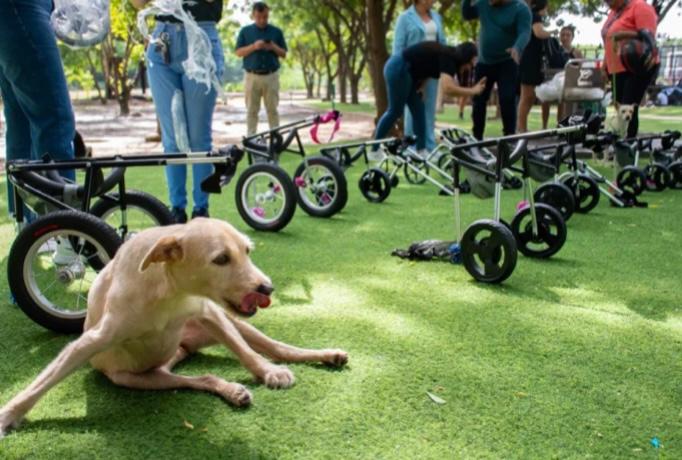 Emotiva entrega: perros con discapacidad recibieron sillas de ruedas en Cúcuta