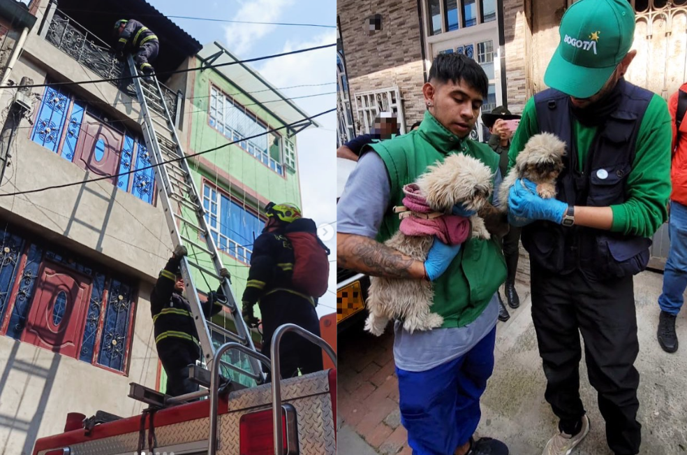 Rescatan perritos que habrían dejado en una vivienda de Bosa sin agua ni comida