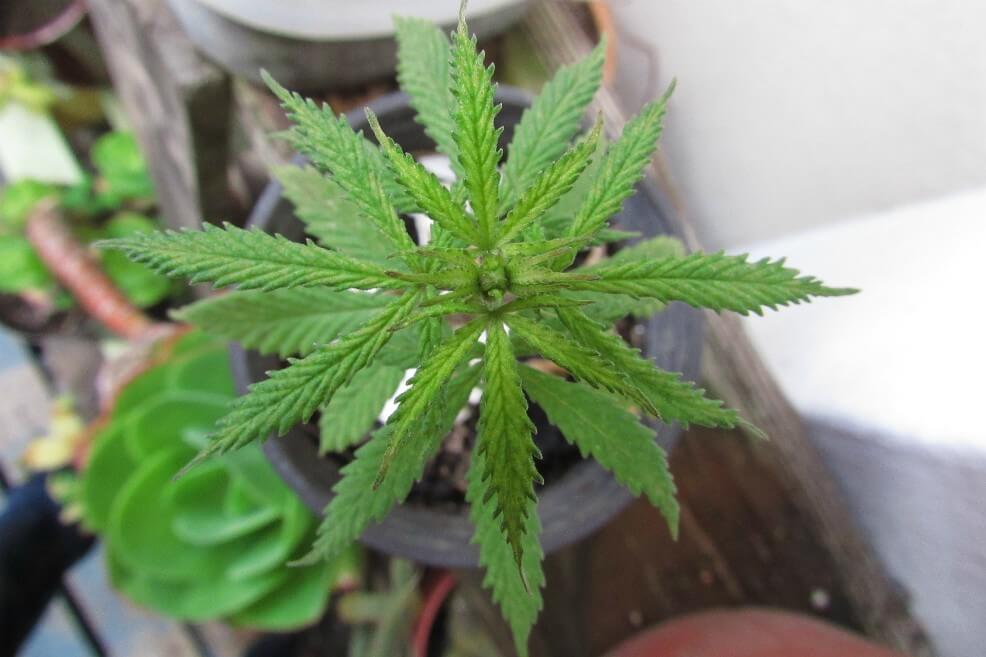 Desórdenes psicóticos por marihuana aumentaron 30 veces tras legalización en Portugal