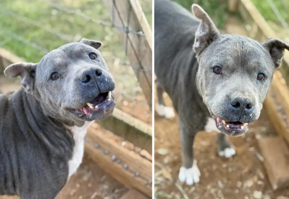 A pesar de su difícil pasado, Gravey se ha adaptado bien a su nuevo entorno y se lleva bien con otros perros y gatos.