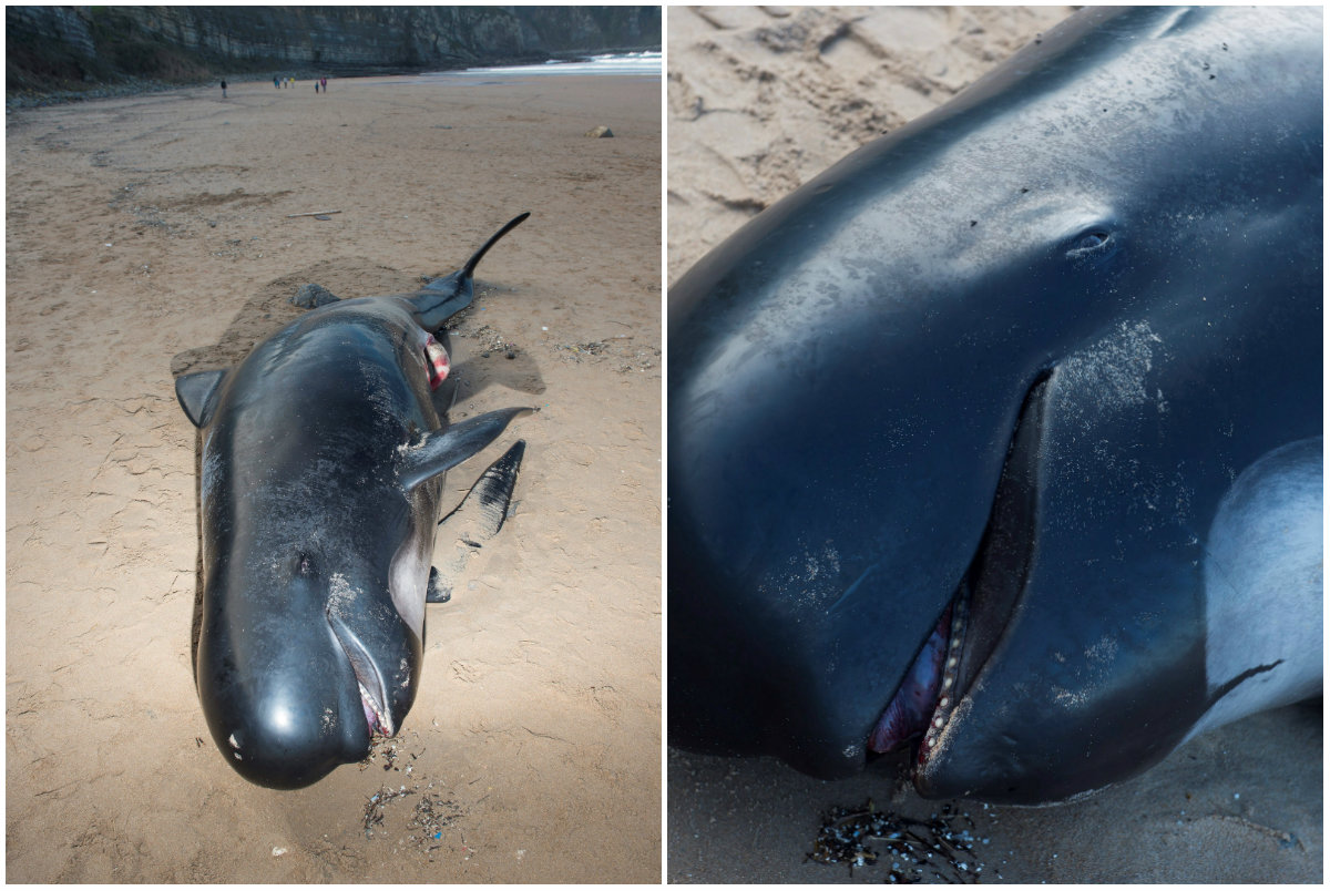 Hallan cuerpo sin vida de cachalote en las playas de Cantabria, en España