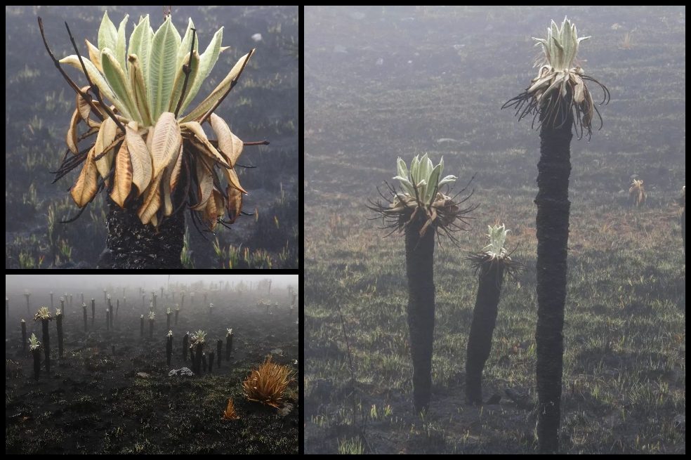 En fotos: así quedó el Parque Natural Siscunsí, en Boyacá, tras el incendio