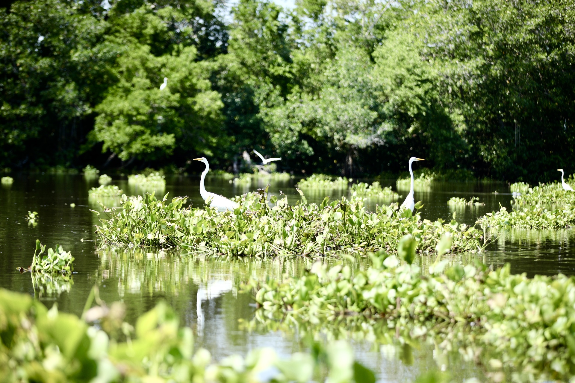 Un viaje a los pueblos palafito del Magdalena: un paraíso flotante