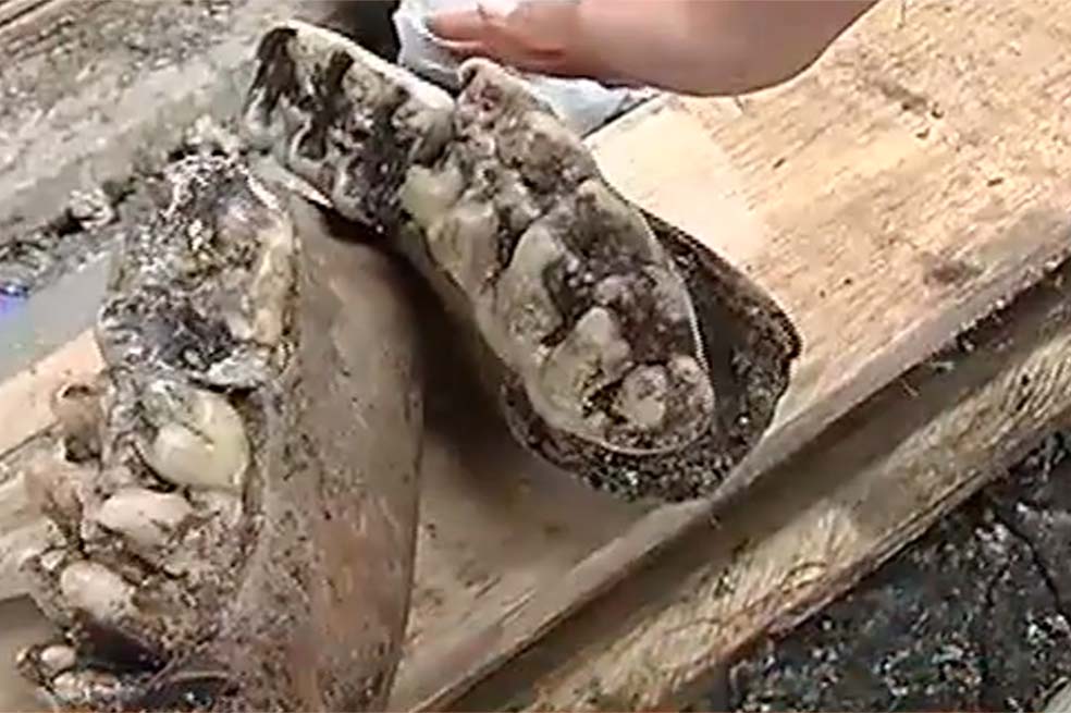 Encuentran en Bogotá lo que sería la mandíbula de un mastodonte