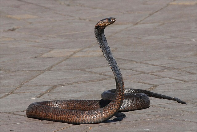 Consejos para viajeros: ¿cómo controlar una mordedura de serpiente?