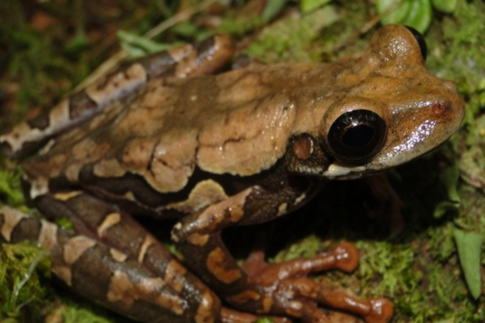 Osteocephalus vasquezi
