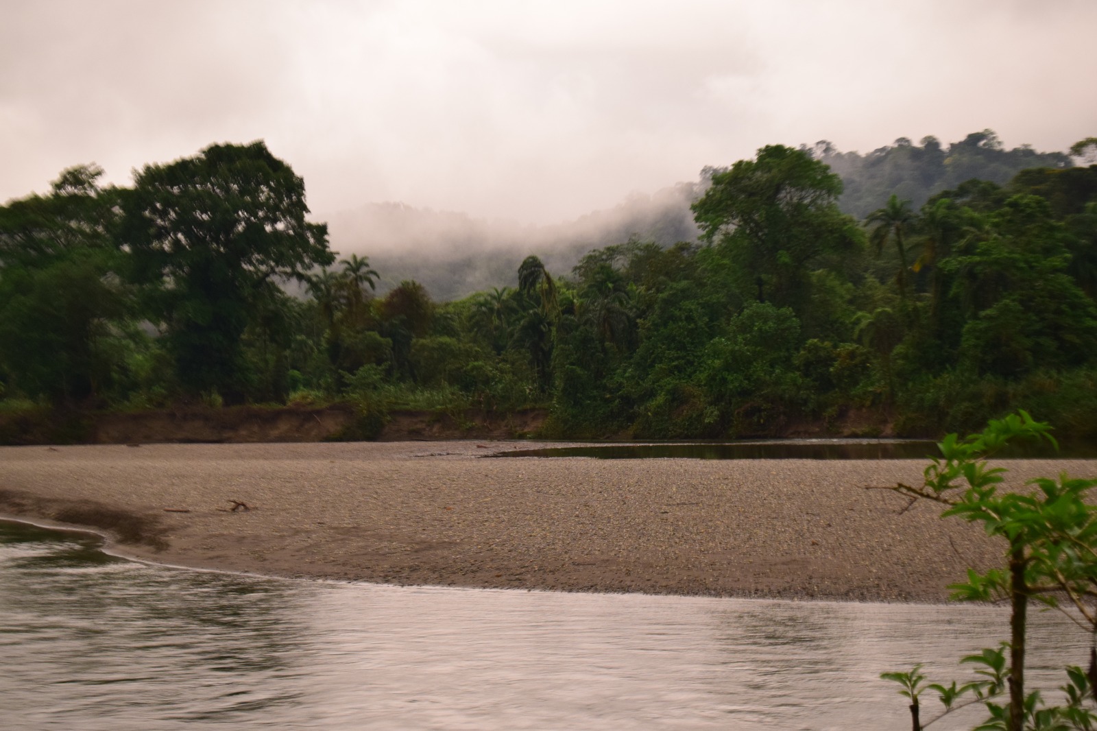 Más del 30 % de las nuevas enfermedades reportadas desde 1960 se atribuyen al cambio en el uso de la tierra, incluida la deforestación.