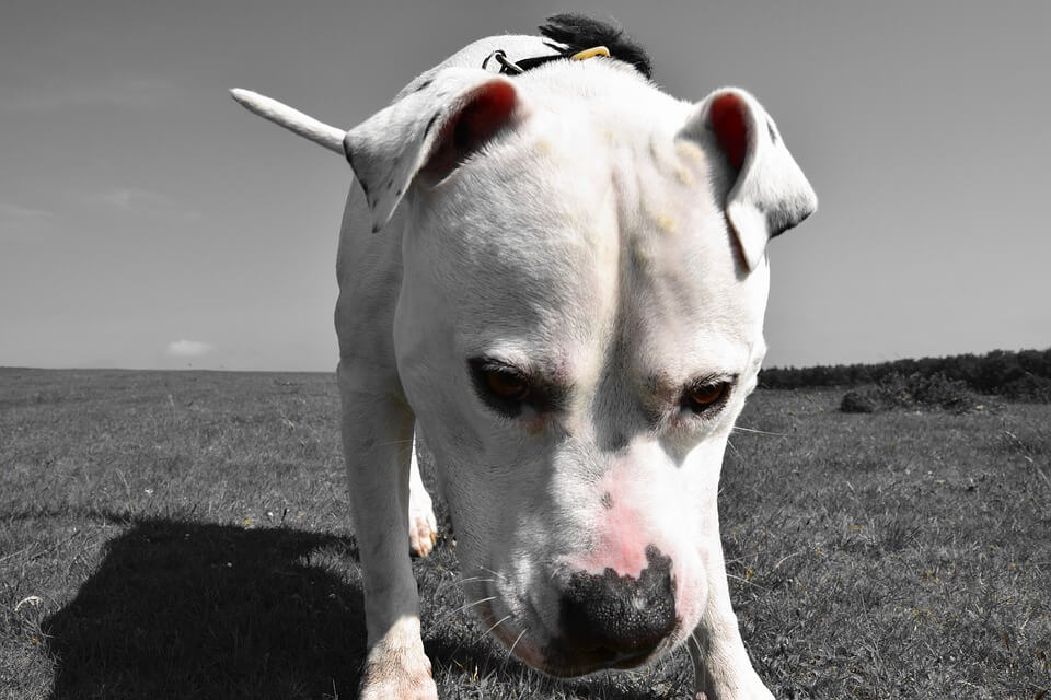 Pareja que se habría colado en Transmilenio utilizó a su perro pitbull para agredir a un policía