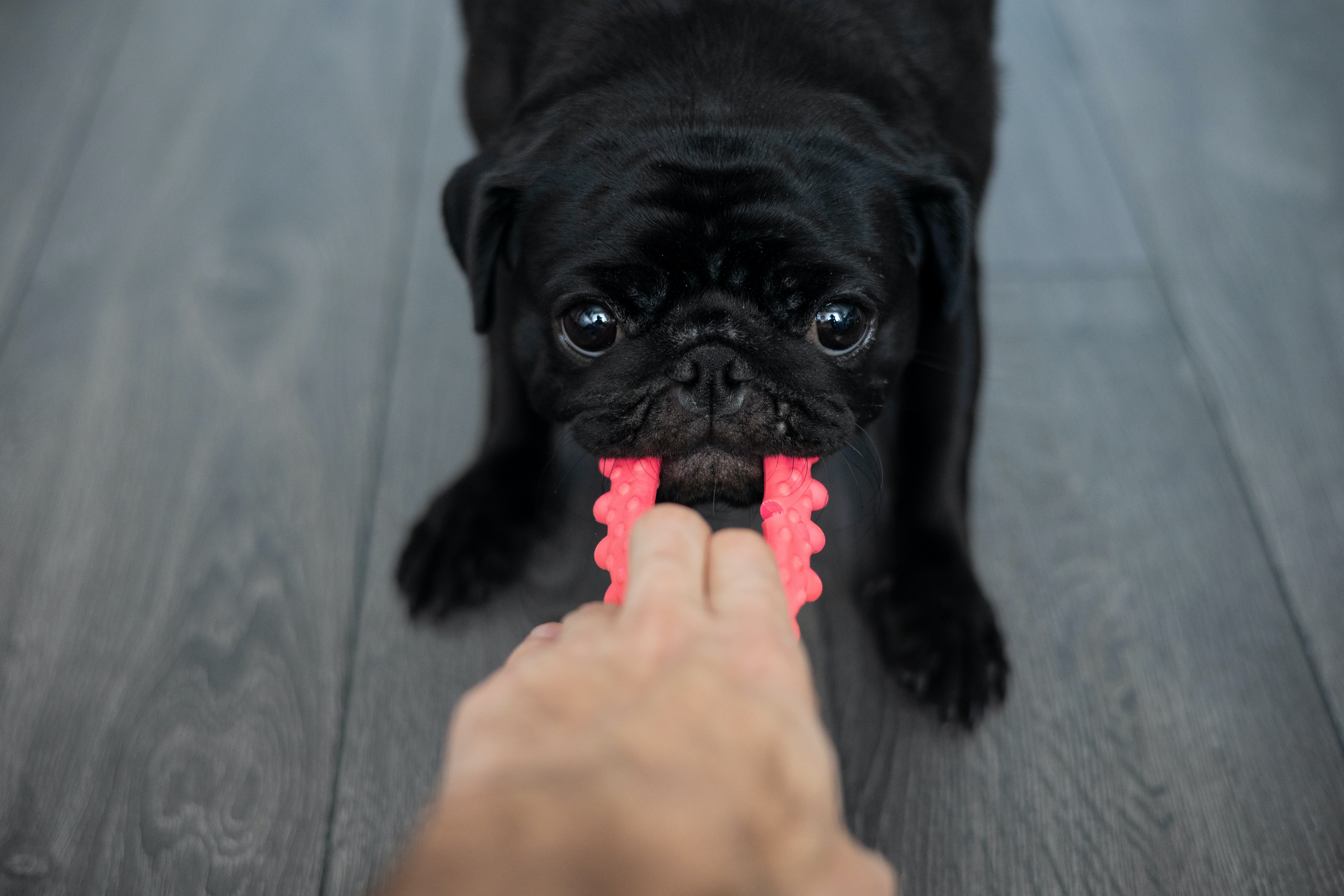 Fotos: conozca cinco razas de perros pequeños, ideales para espacios reducidos
