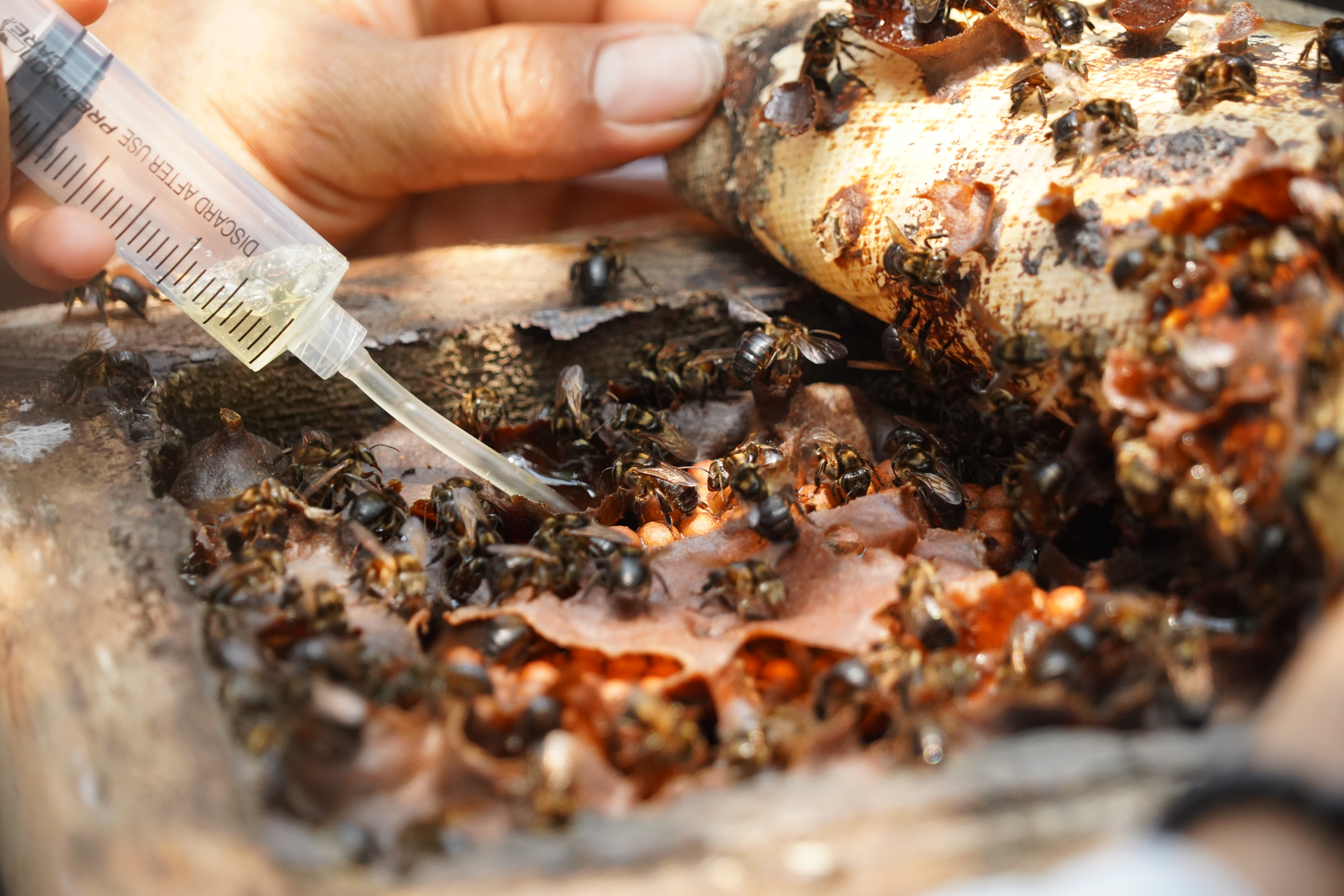 Criar abejas para luchar contra la deforestación en Caquetá