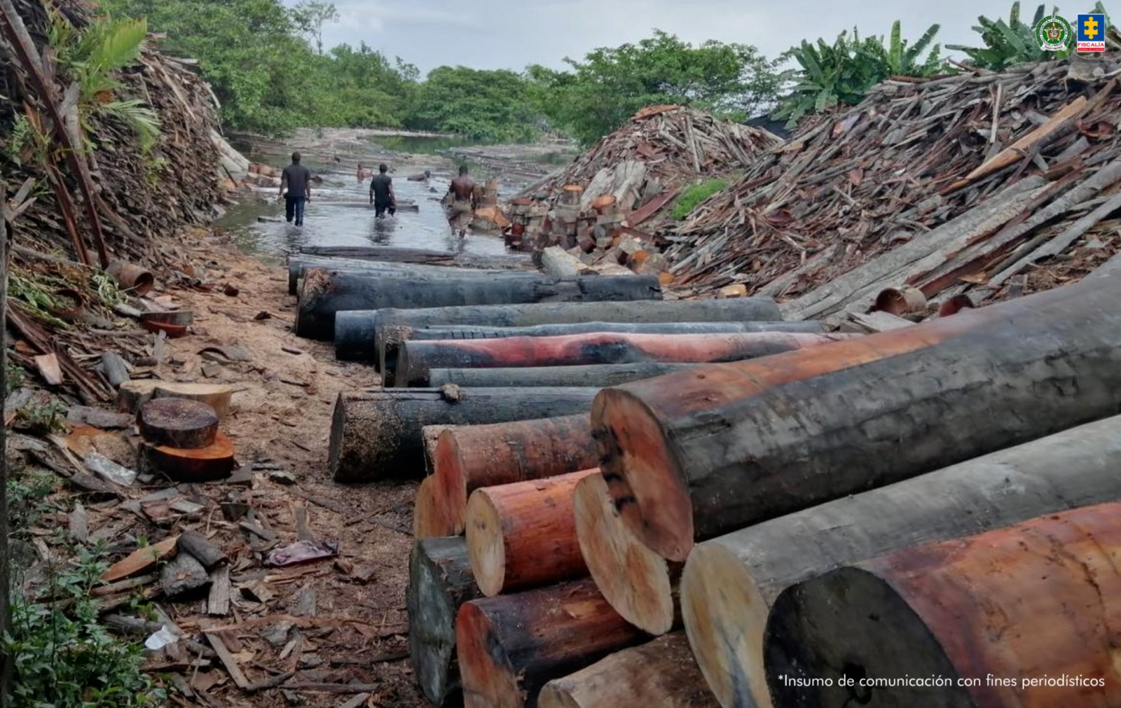 Imputan a 5 personas por arrasar con bosques protegidos para obtener madera ilegal