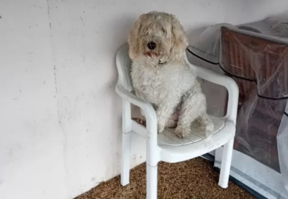 La familia no necesitaba apresurarse a casa para salvar a Dougie mientras agotaba su batería social, ya que ya estaban en camino.