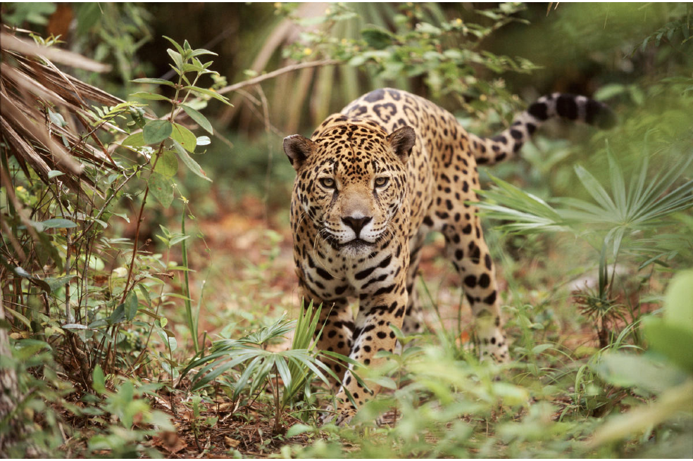 Claves para entender la COP15, la conferencia más importante sobre biodiversidad