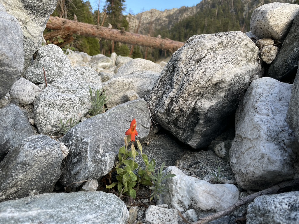 Esta planta evolucionó como nunca antes visto en la naturaleza para sobrevivir a una sequía