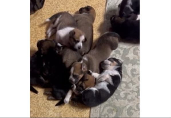 El emotivo rescate de una perra y sus cachorros que cambió la vida de una pareja