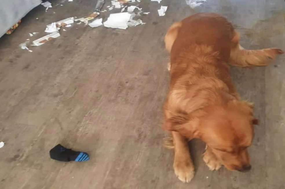 Falso: hincha no vendió a su perro por comerse entradas de una final de fútbol