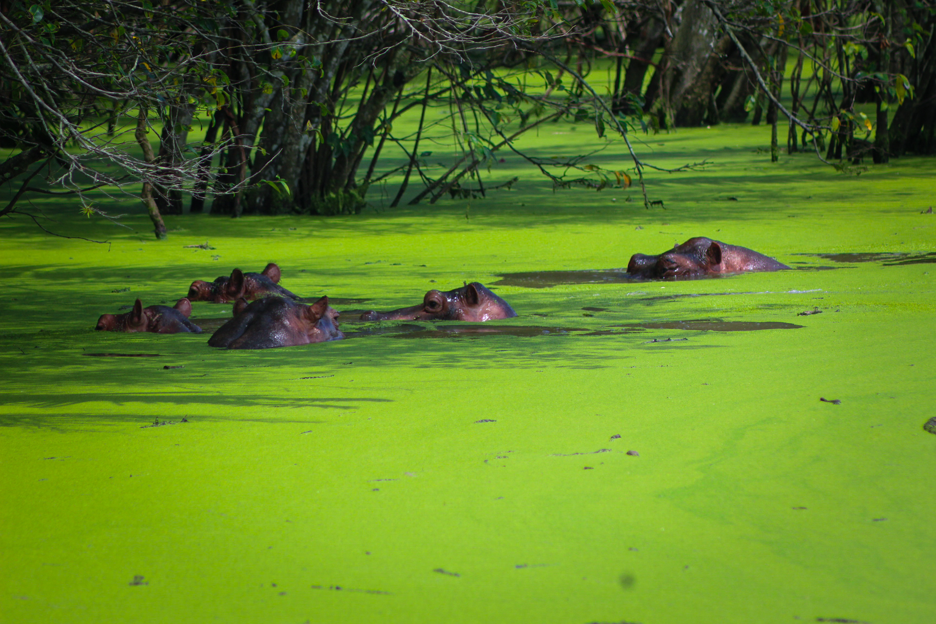 ¿Qué sucederá cuando los hipopótamos  empiecen a desplazar especies nativas de Colombia como manatí o la nutria?, es una de las preguntas que hoy se hacen investigadores.